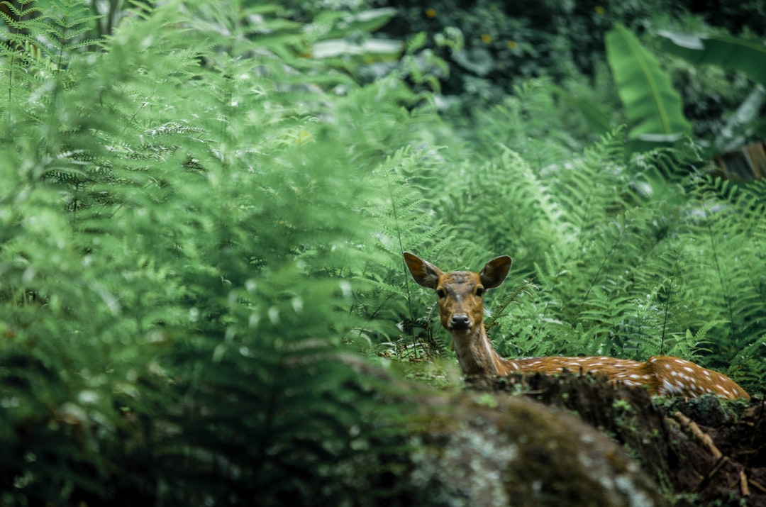 Brewing Up Trouble: The Rise of Beer Deer